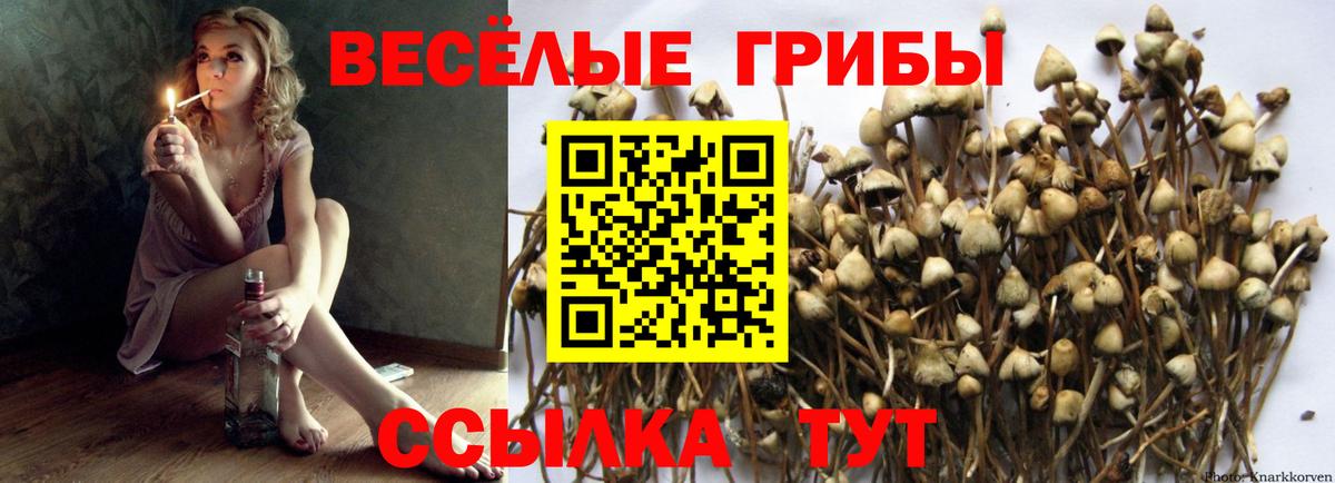 Галлюциногенные грибы Cubensis  дарнет шоп  Галлюциногенные грибы GOLDEN TEACHER  Кумертау  Вход с VPN 